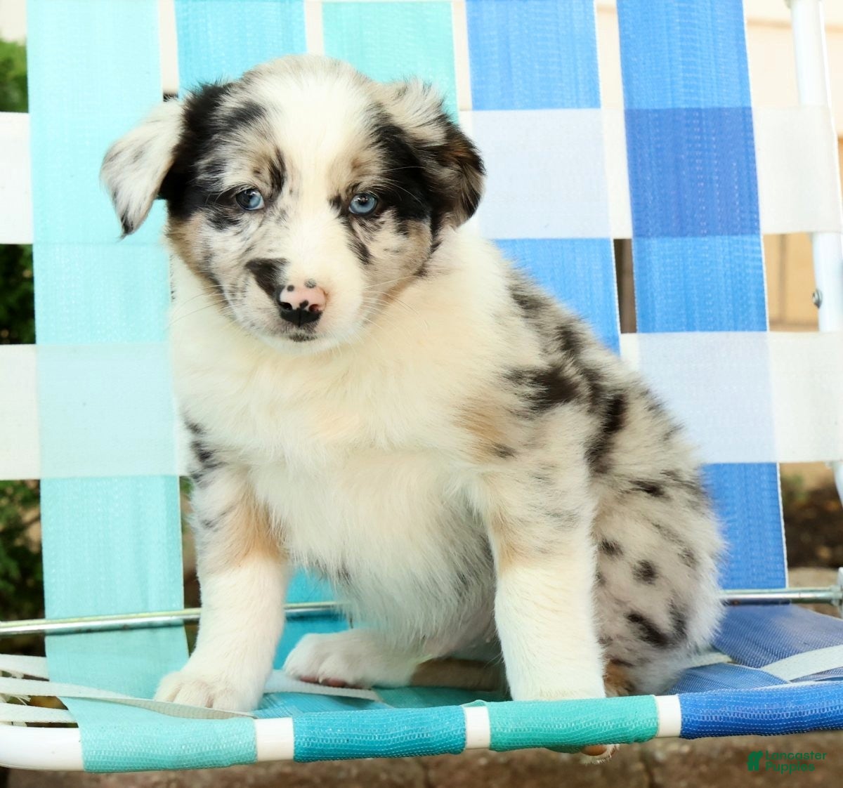 Australian Shepherd dogs for sale: Skippy - Ad 9