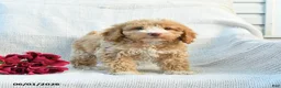 Mini Goldendoodle dogs for sale: Mabel - Ad 10