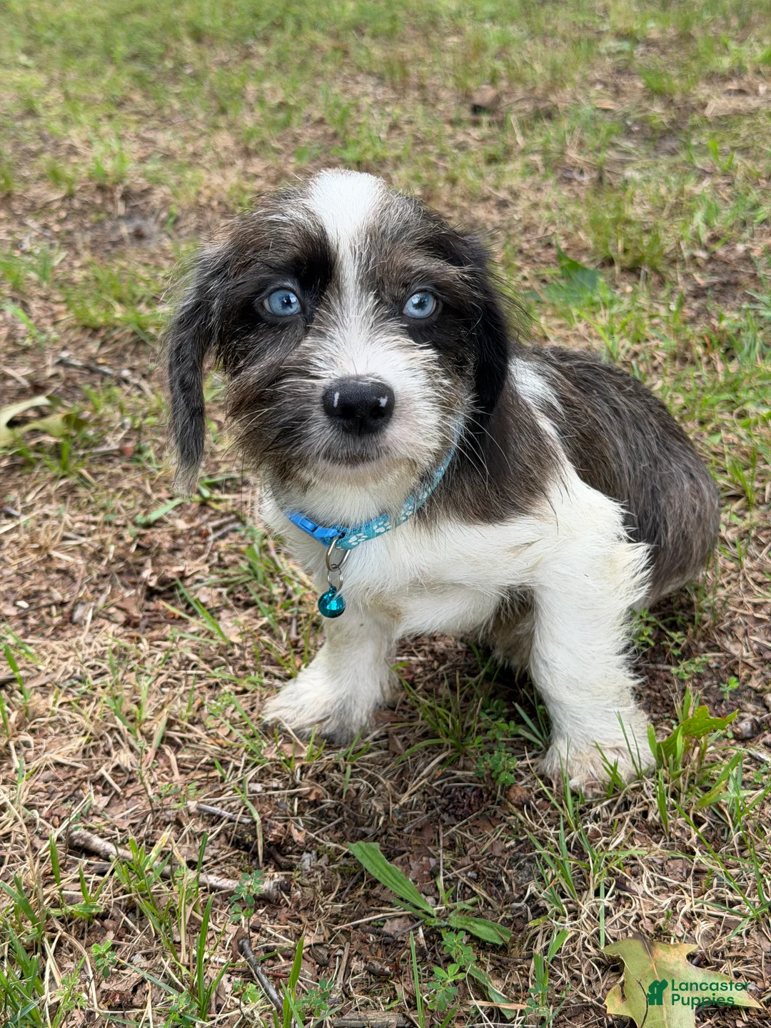 Mixed Breed dogs for sale: Buddy - Ad 7