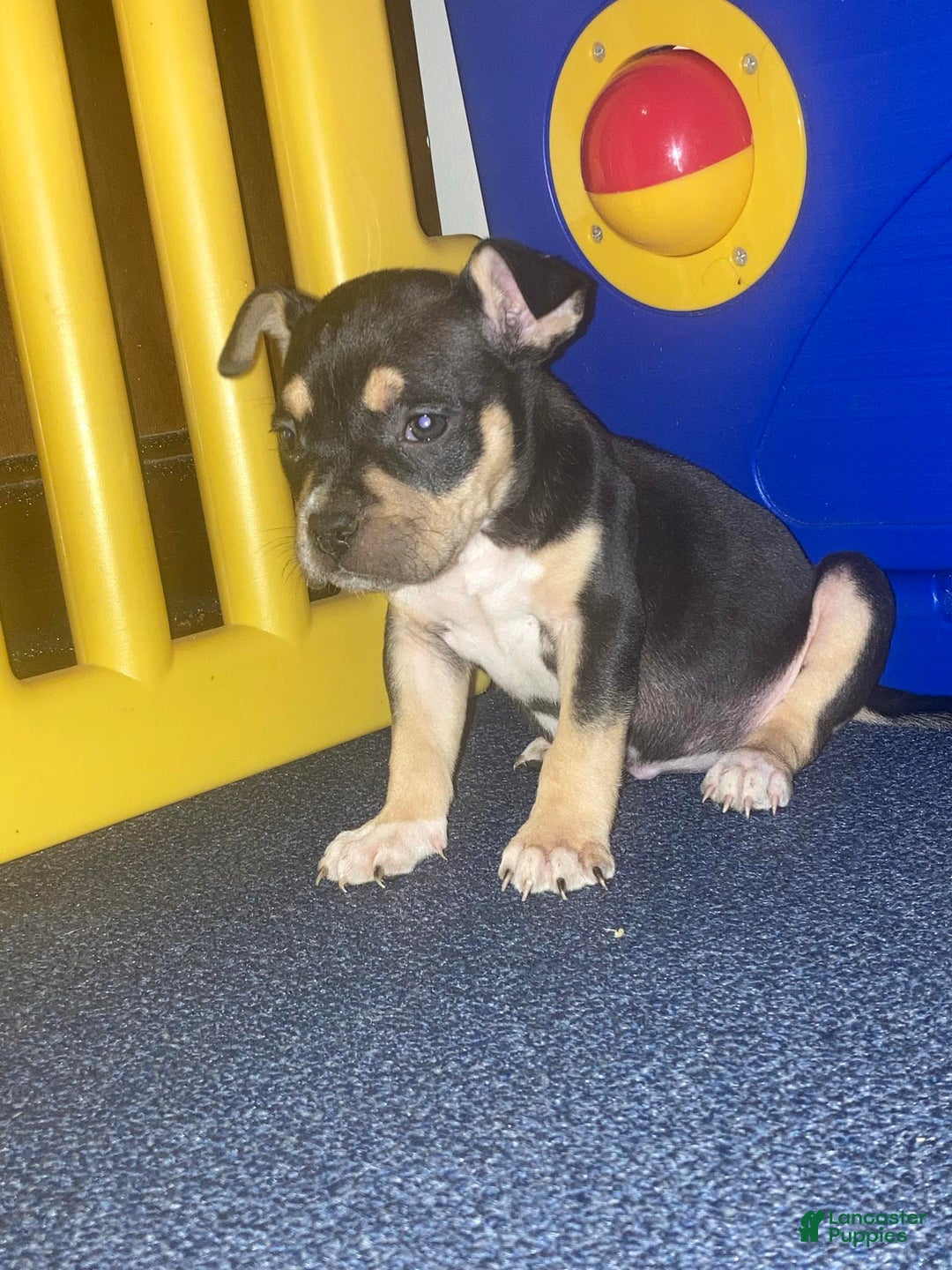 American Bully dogs for sale: RUBY - Ad 5