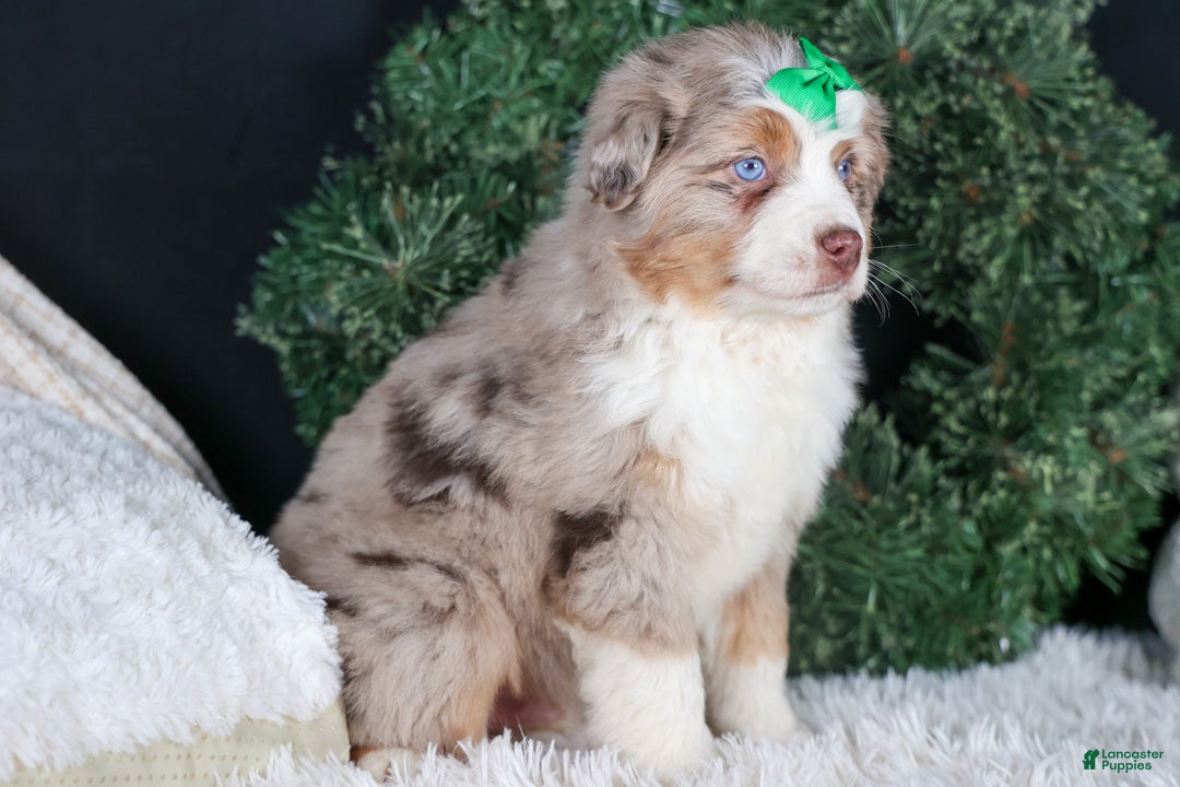 Miniature Australian Shepherd dogs for sale: SAMMY - Ad 2
