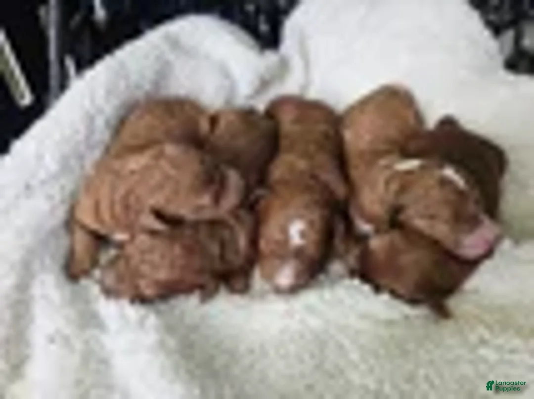 Mini Goldendoodle dogs for sale: Holly - Ad 6