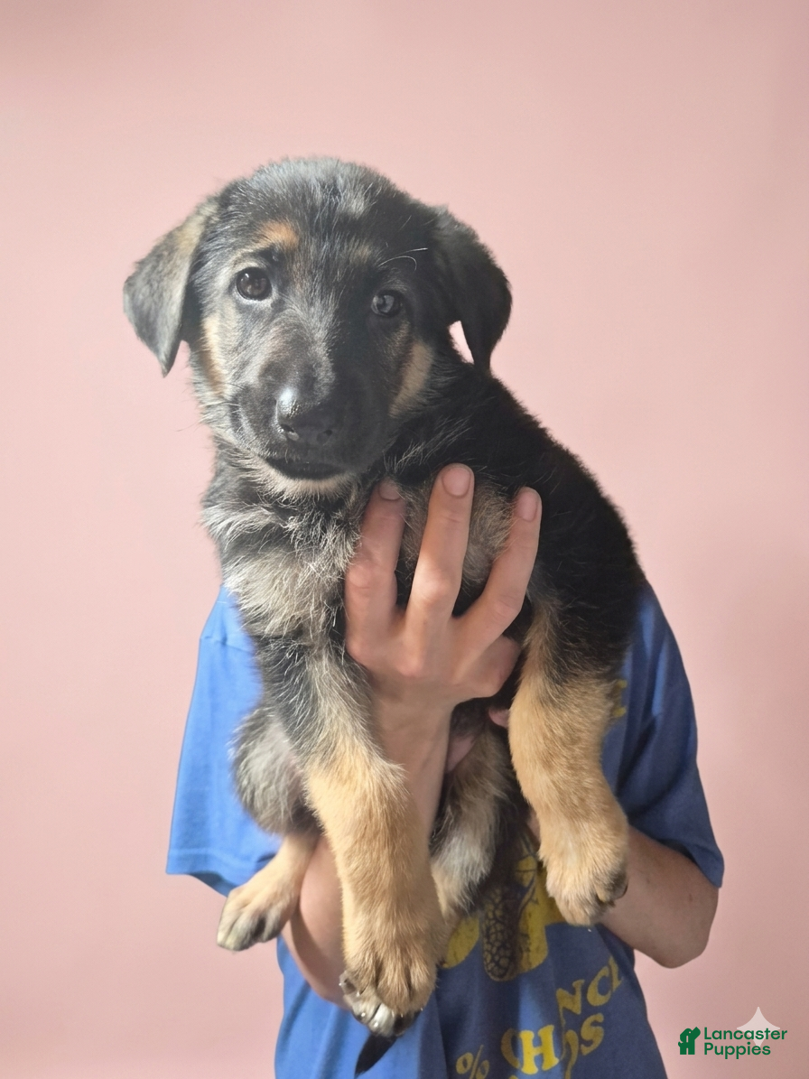German Shepherd dogs German Shepherd Puppy 1 - Ad 2
