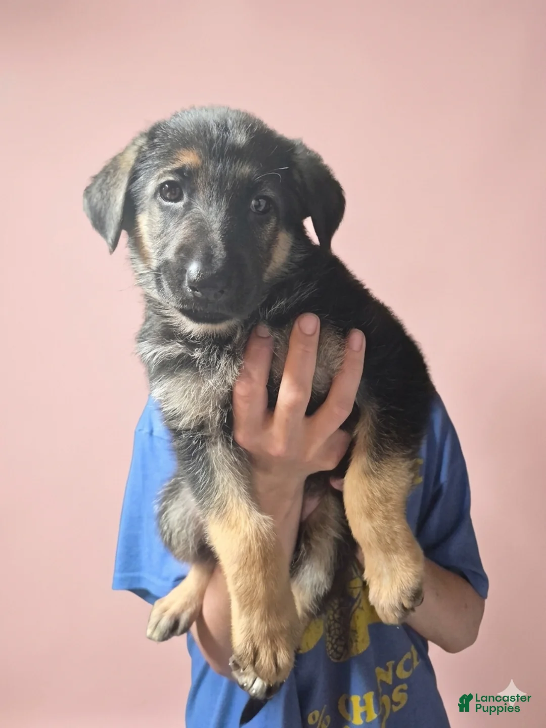 German Shepherd dogs for sale: German Shepherd Puppy 1 - Ad 2