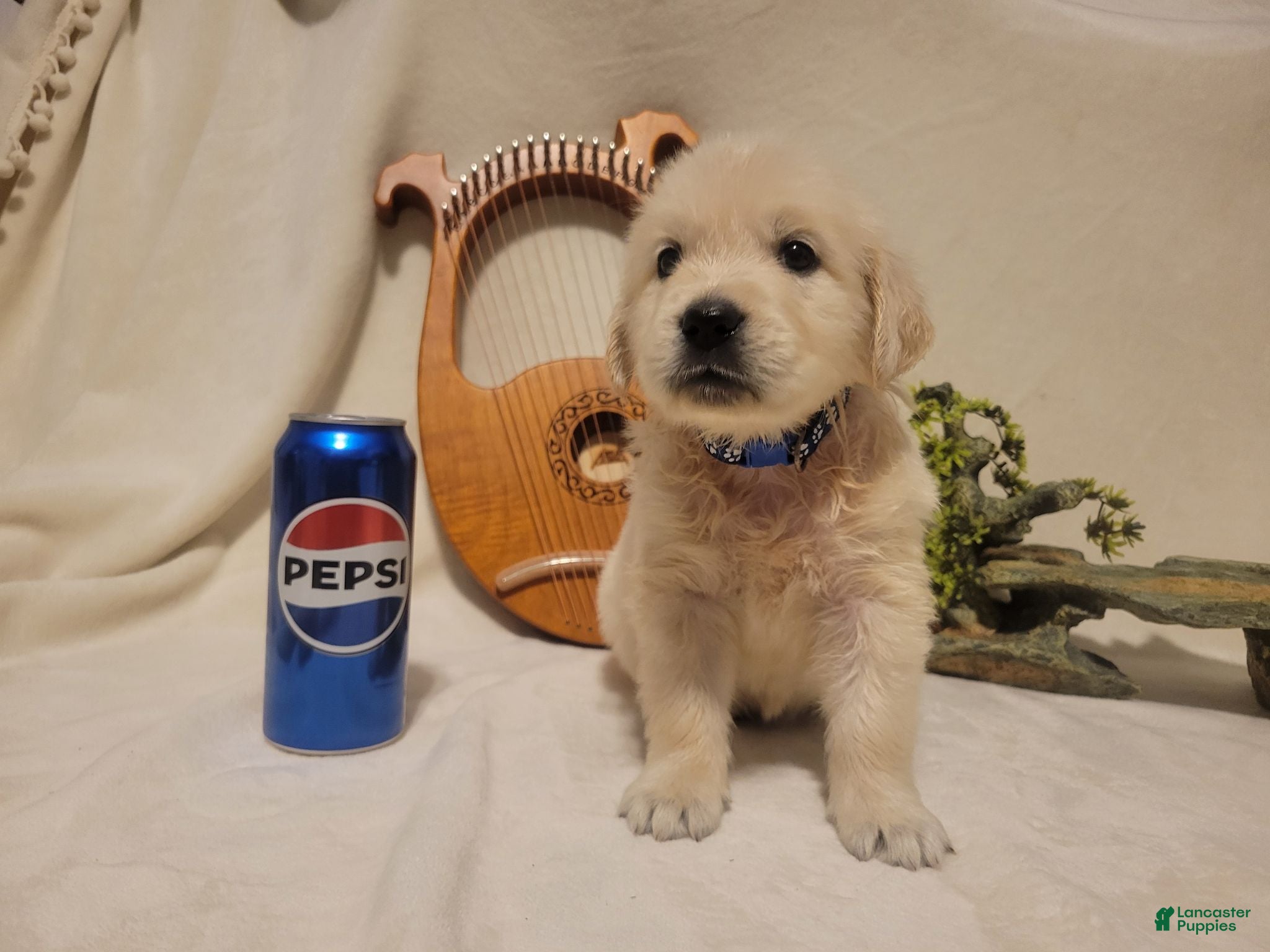 Golden Retriever dogs Champion Sired, Pepsi - Ad 22