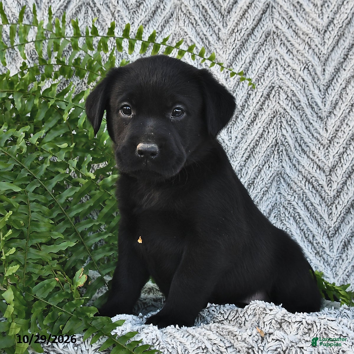 Labrador Retriever dogs for sale: Tripsey  - Ad 2