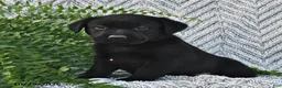 Labrador Retriever dogs for sale: Tripsey  - Ad 2