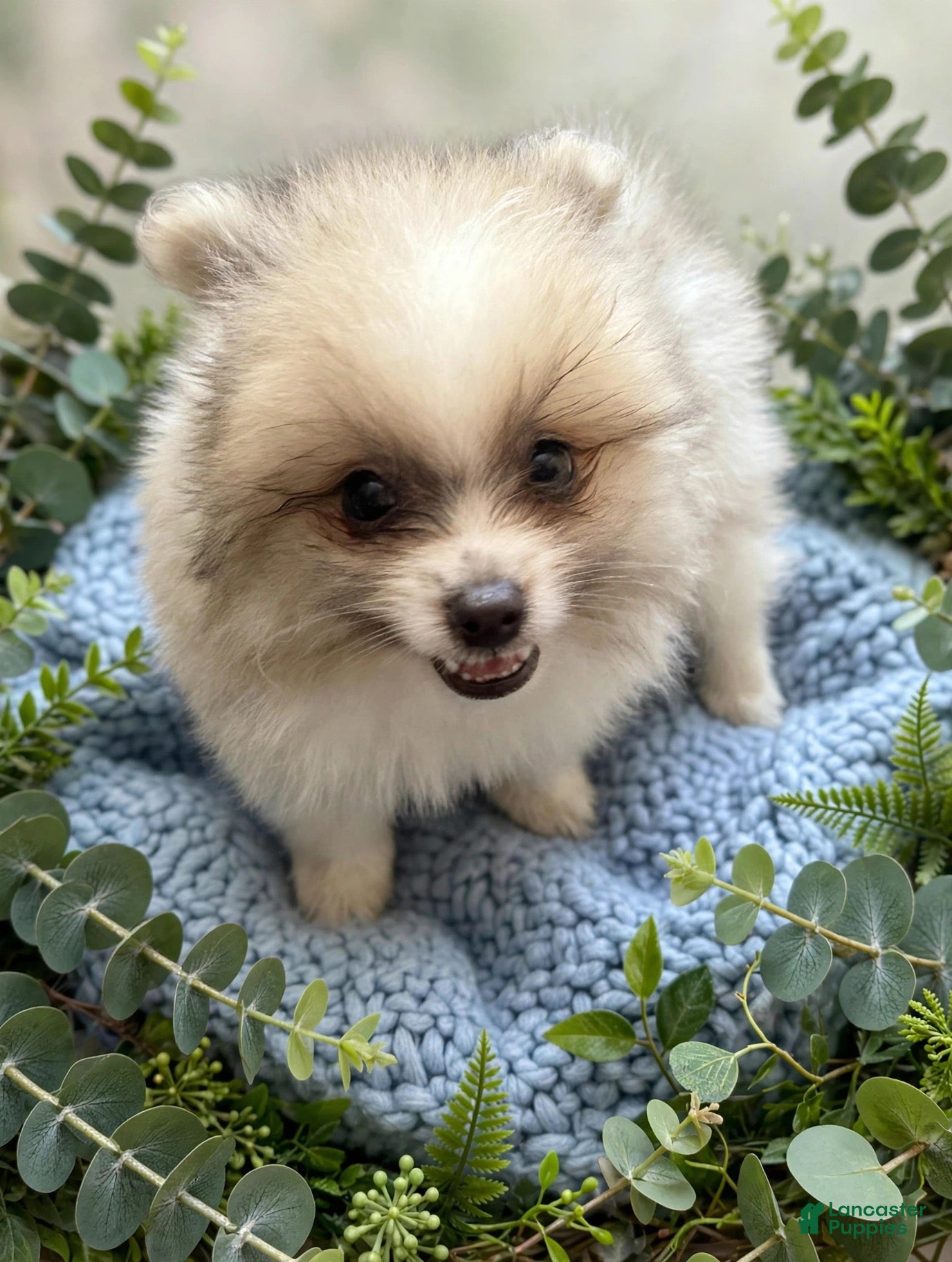 Pomeranian dogs Pomeranian 1 Kip - Ad 12