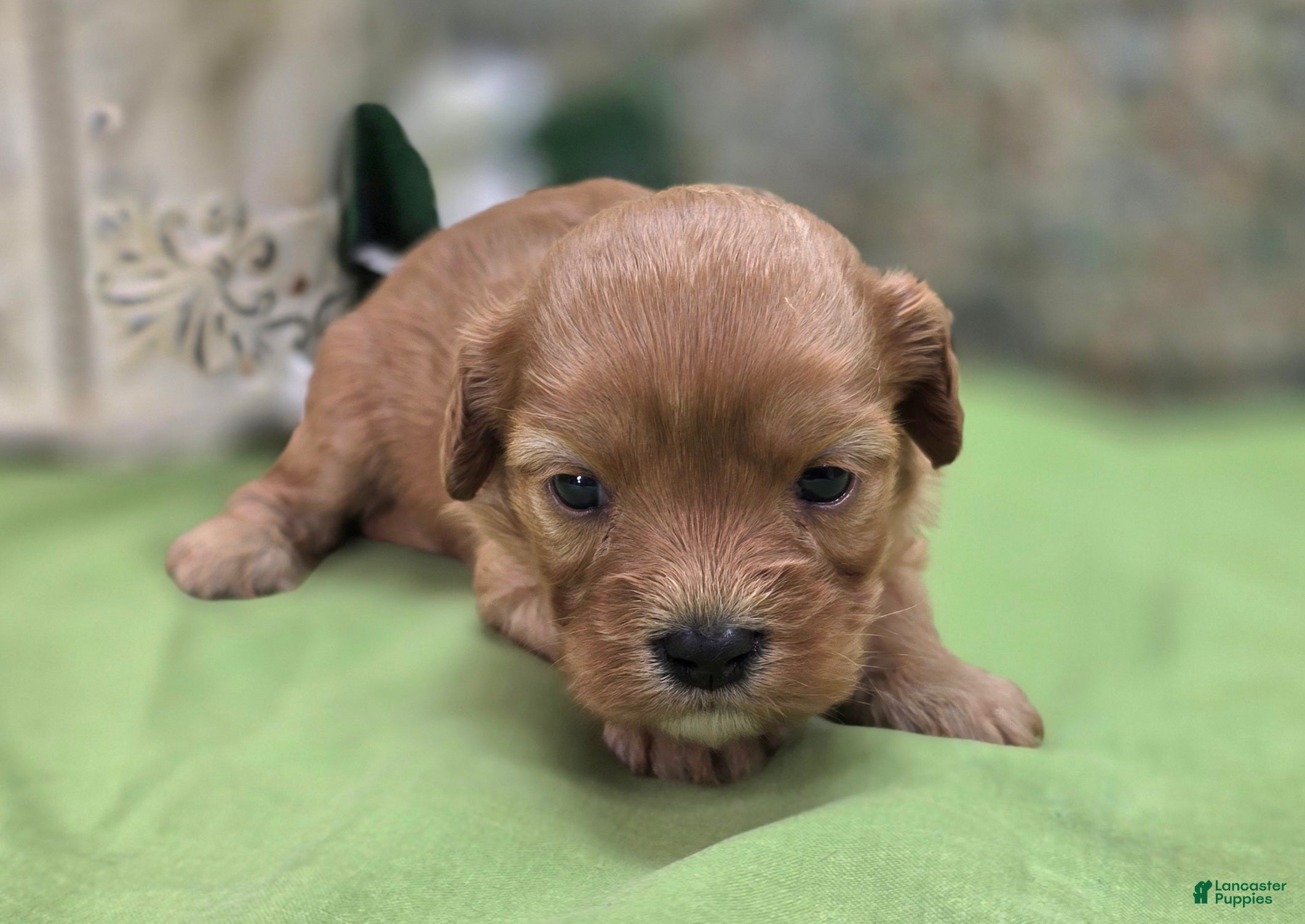Cavapoo dogs Indigo - Ad 19