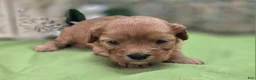 Cavapoo dogs for sale: Indigo - Ad 11