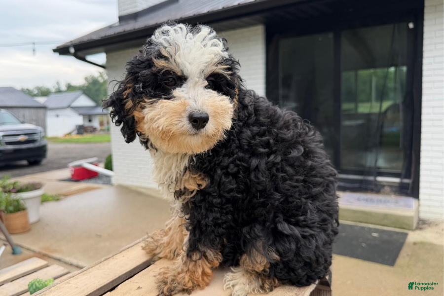 Mini Bernedoodle dogs Topaz - Ad 25