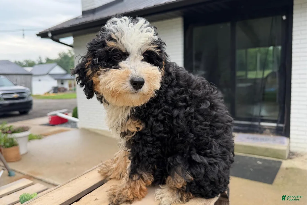 Mini Bernedoodle dogs for sale: Topaz - Ad 1