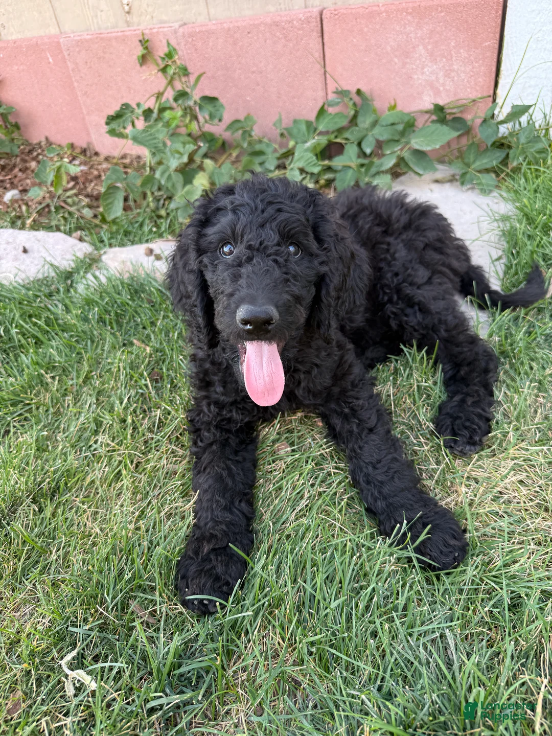 Standard Poodle dogs for sale: Slate - Ad 1