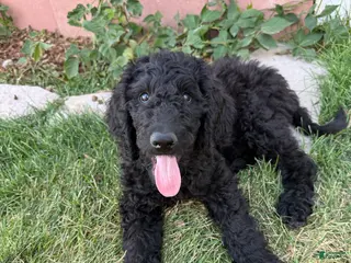 Standard Poodle dogs Slate - Ad 39