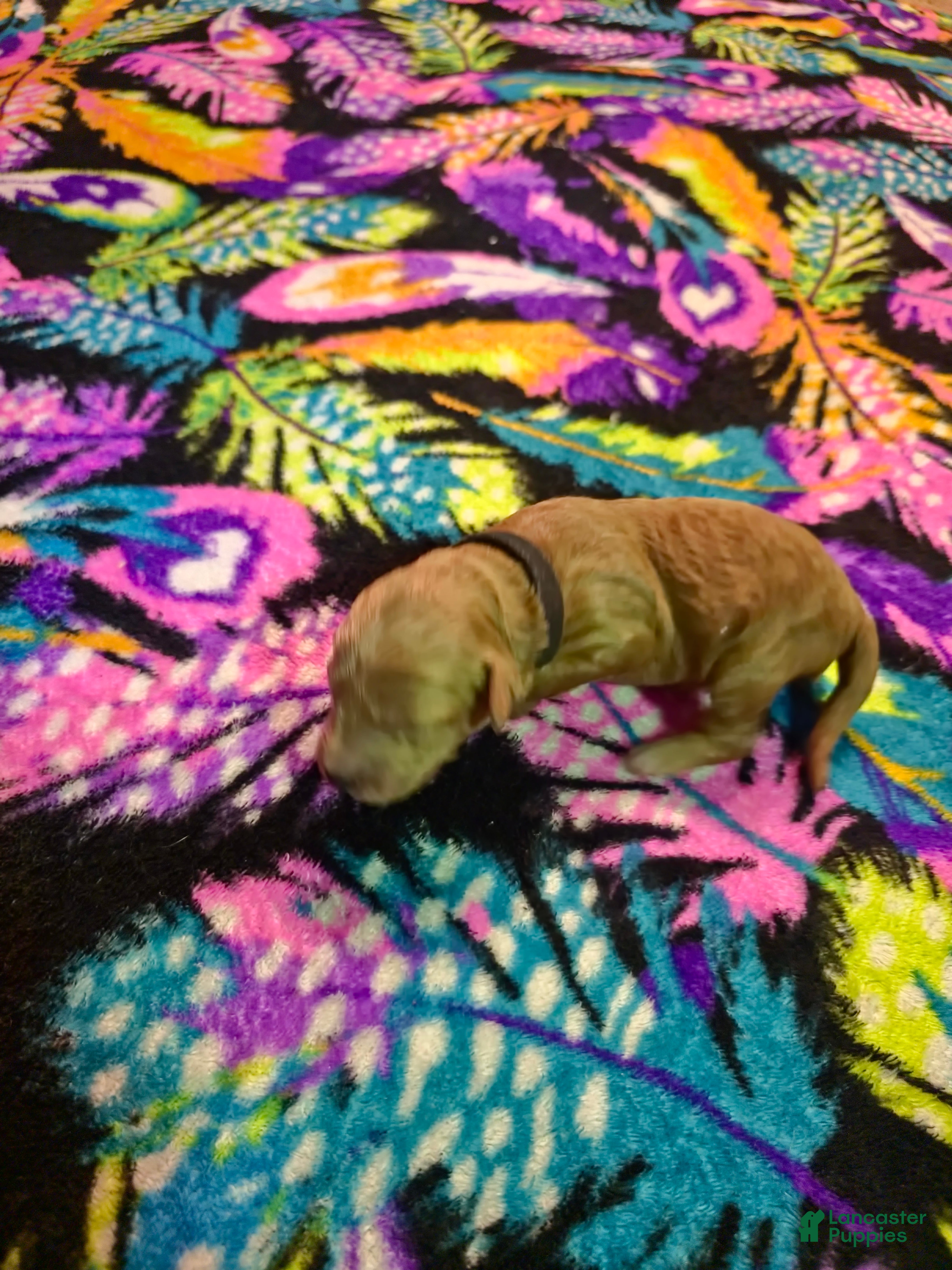 Mini Goldendoodle dogs buddy - Ad 1