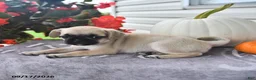 Puggle dogs for sale: Sunflower - Ad 2