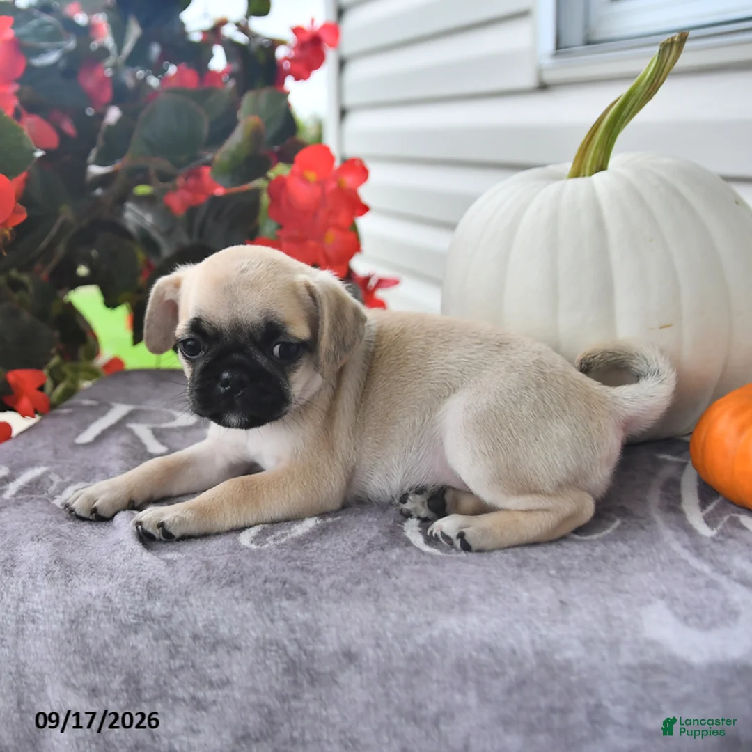 Puggle dogs for sale: Sunflower - Ad 2