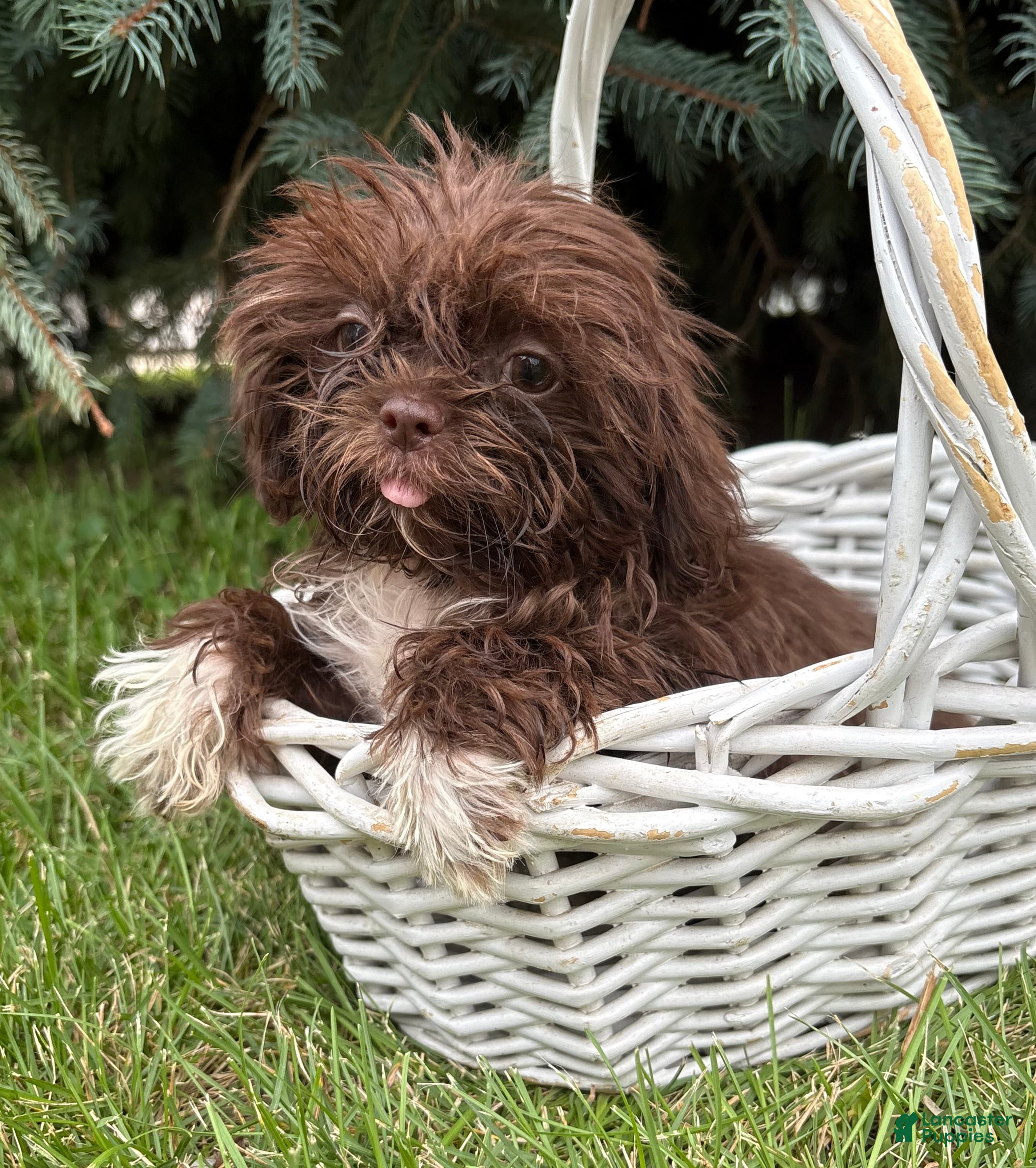 Shih Tzu dogs Hallie - Ad 1