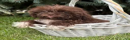 Shih Tzu dogs for sale: Hallie - Ad 1