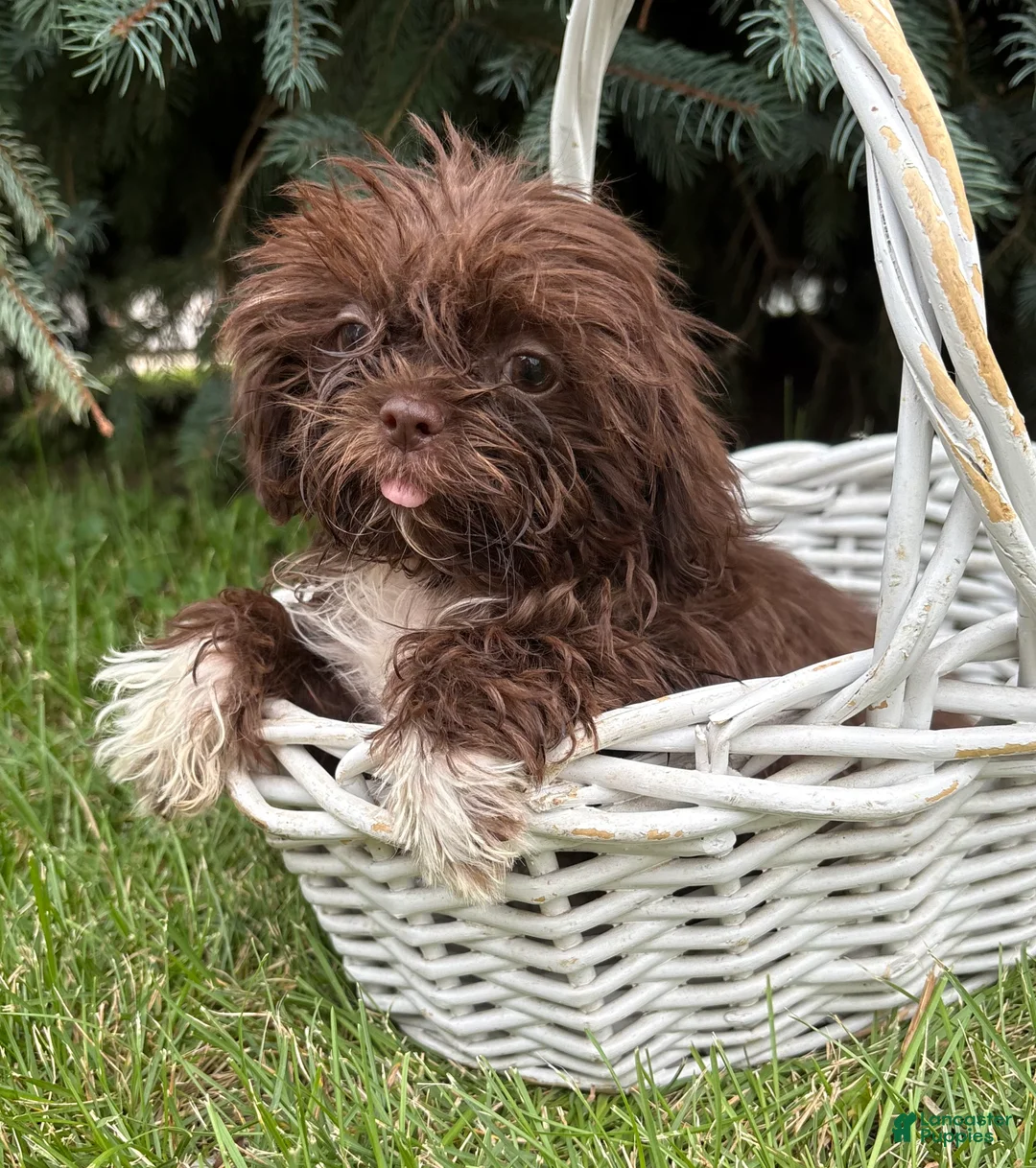 Shih Tzu dogs for sale: Hallie - Ad 1