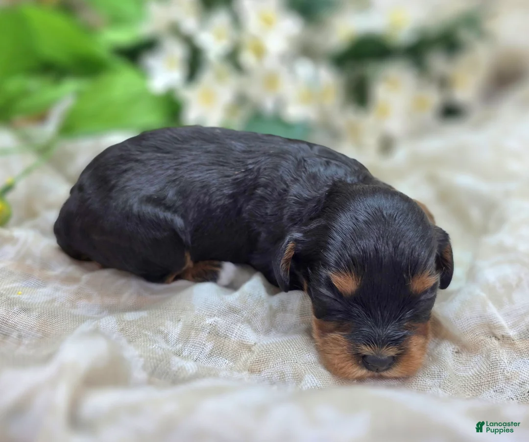 Cavapoo dogs for sale: Shy Vi - Ad 1