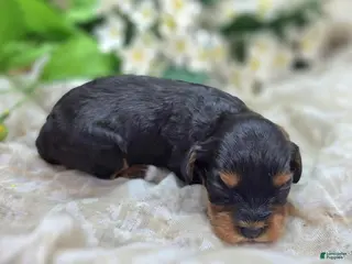 Cavapoo dogs Shy Vi - Ad 33