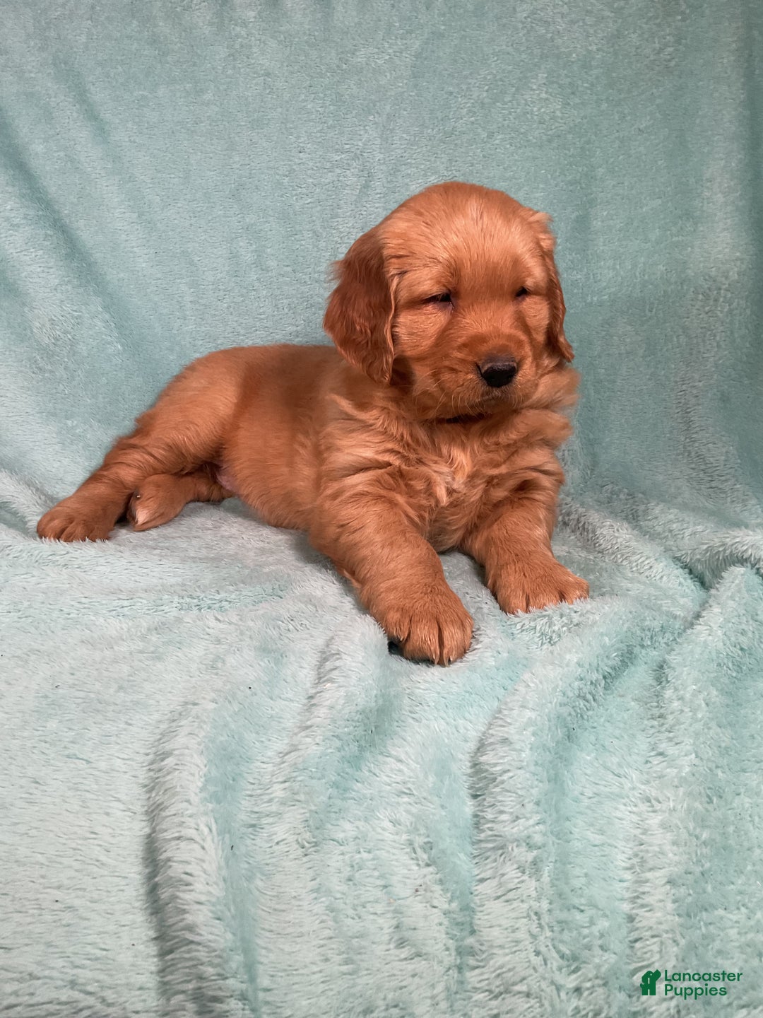Golden Retriever dogs for sale: Lily - Ad 6
