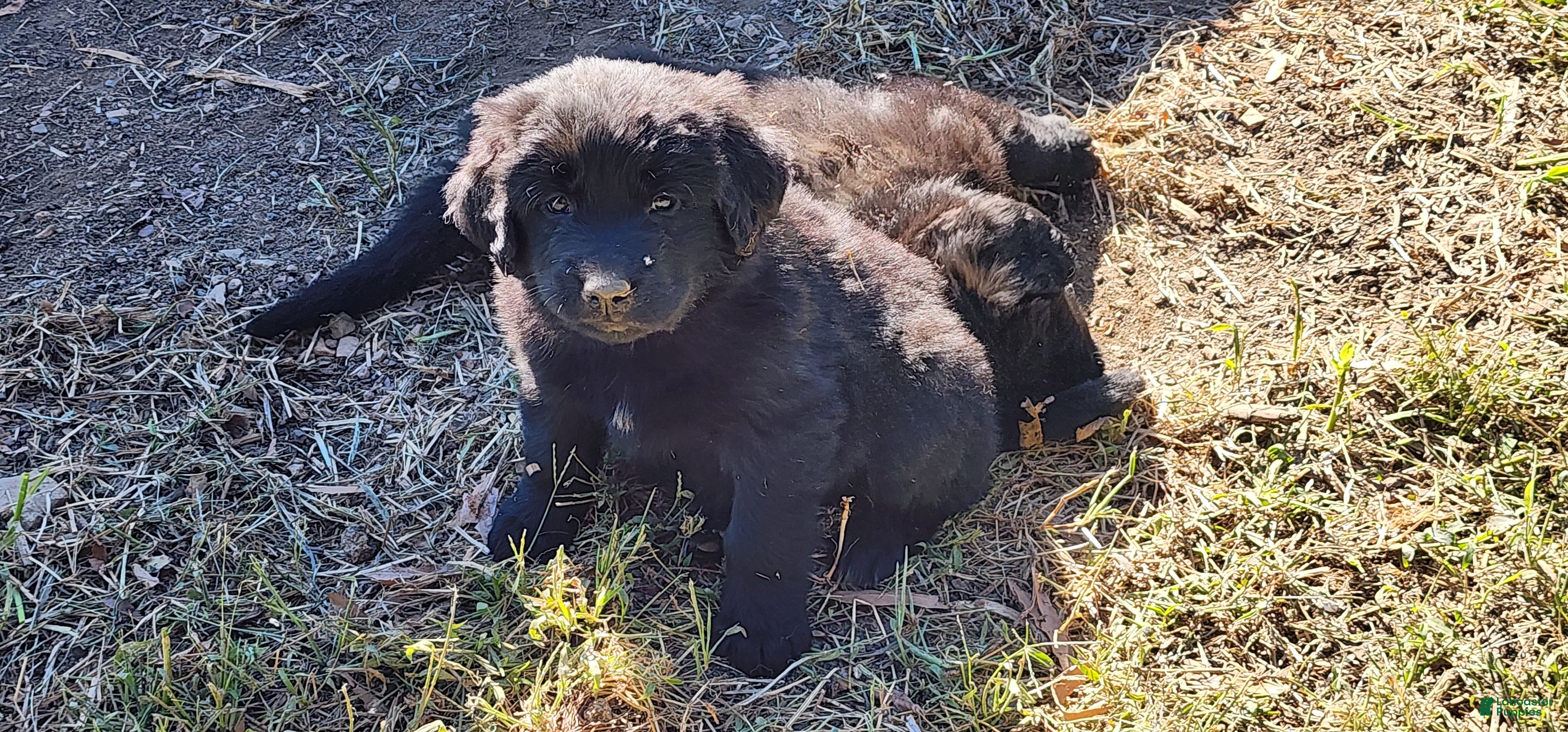 Newfoundland dogs for sale: Purple - Ad 1