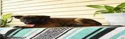 Belgian Malinois dogs for sale: Imani - Ad 4