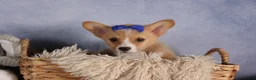 Welsh Corgi Pembroke dogs for sale: Charlie 🐾💙 - Ad 11