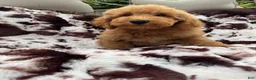 Mini Goldendoodle dogs for sale: Kelsey  - Ad 1