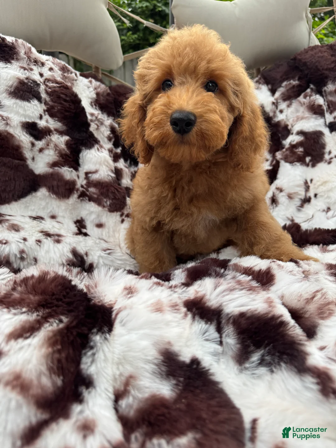 Mini Goldendoodle dogs for sale: Kelsey  - Ad 1