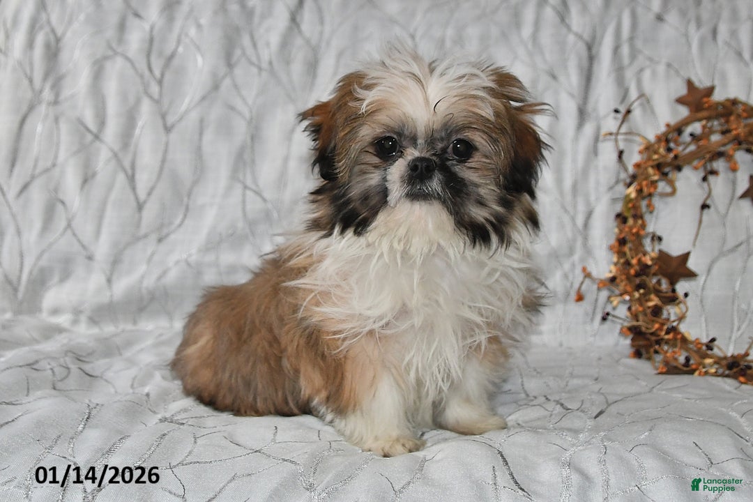 Shih Tzu dogs for sale: Darrin - Ad 2