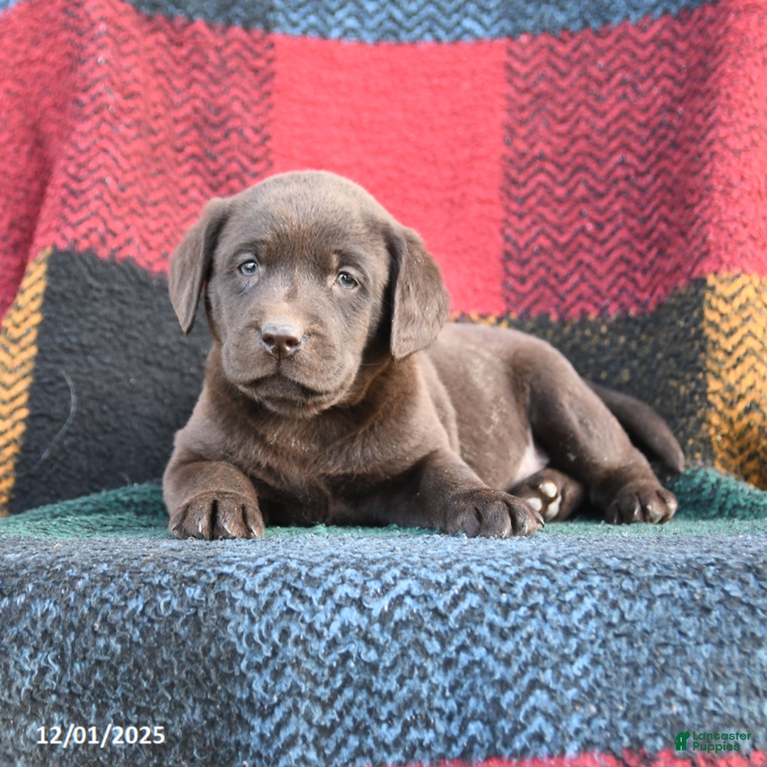 Labrador Retriever dogs for sale: Dakota - Ad 3