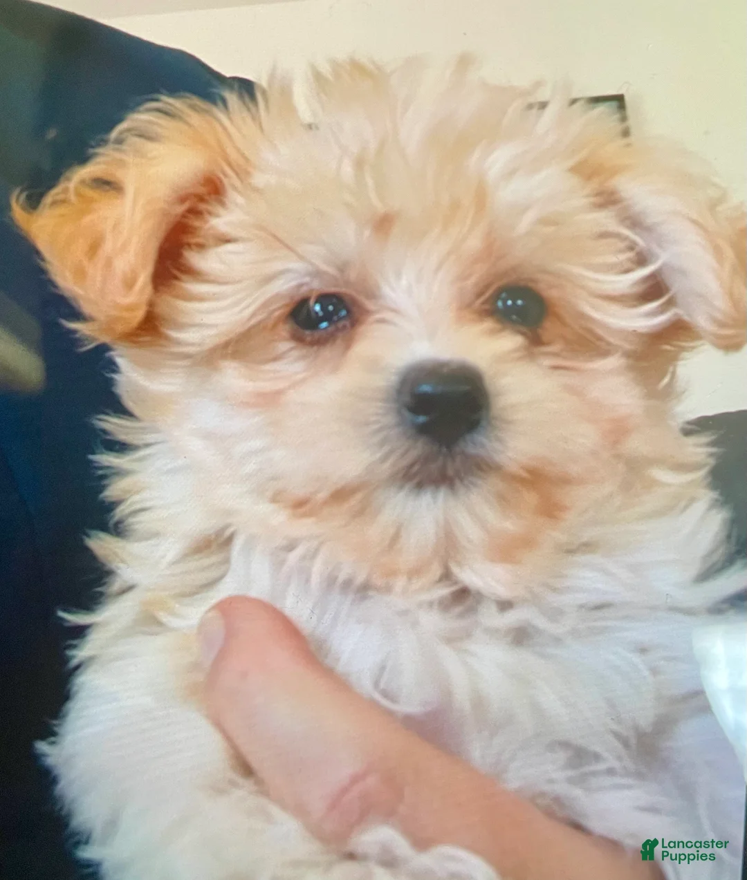 Yochon dogs for sale: Sammy - Ad 1