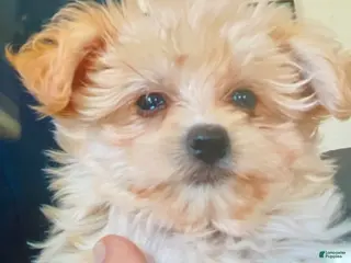 Yochon dogs for sale: Sammy - Ad 1