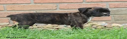 Boxer dogs for sale: Stella - Ad 6