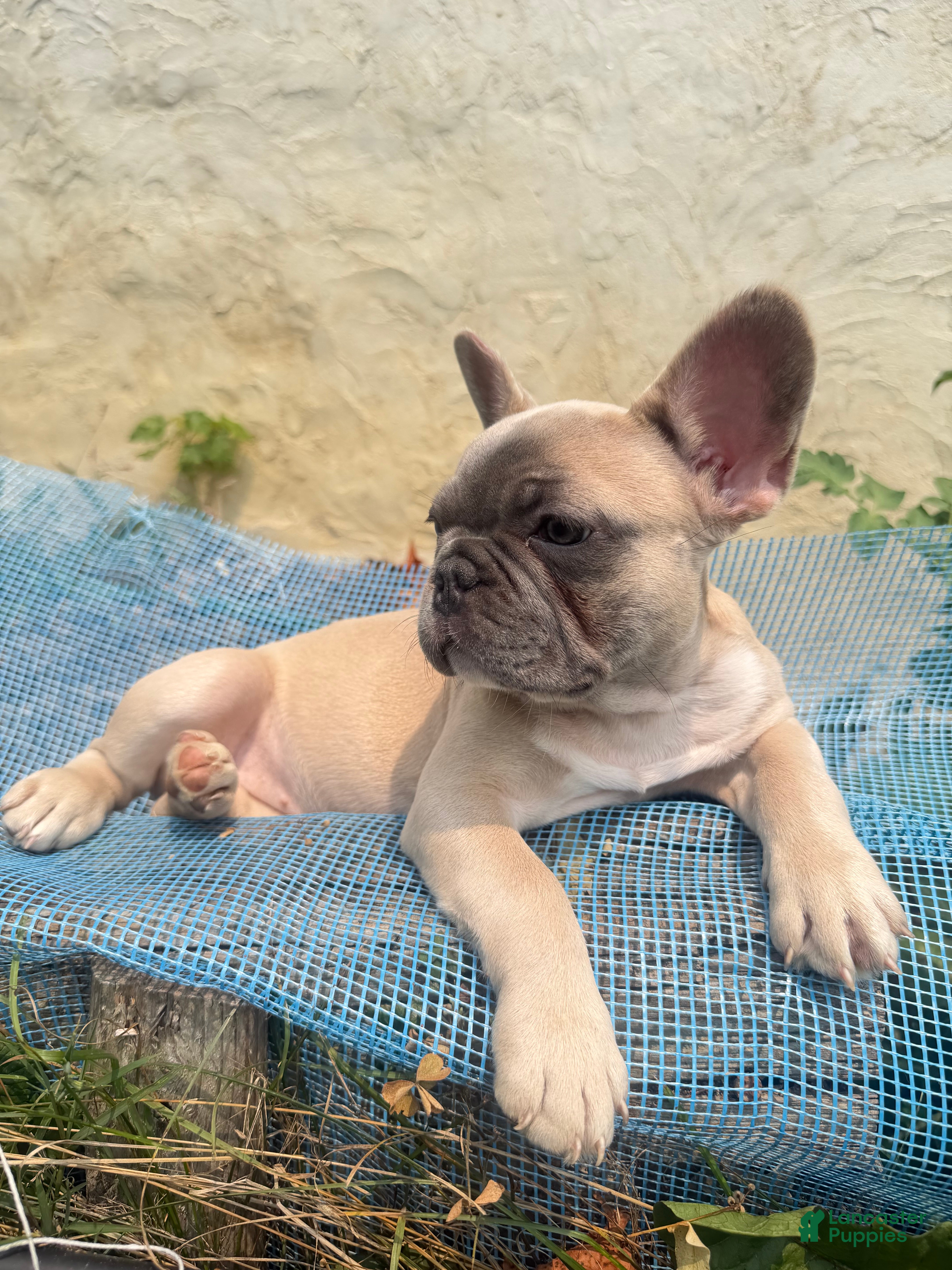 French Bulldog dogs French Bulldog Puppy 5 - Ad 1