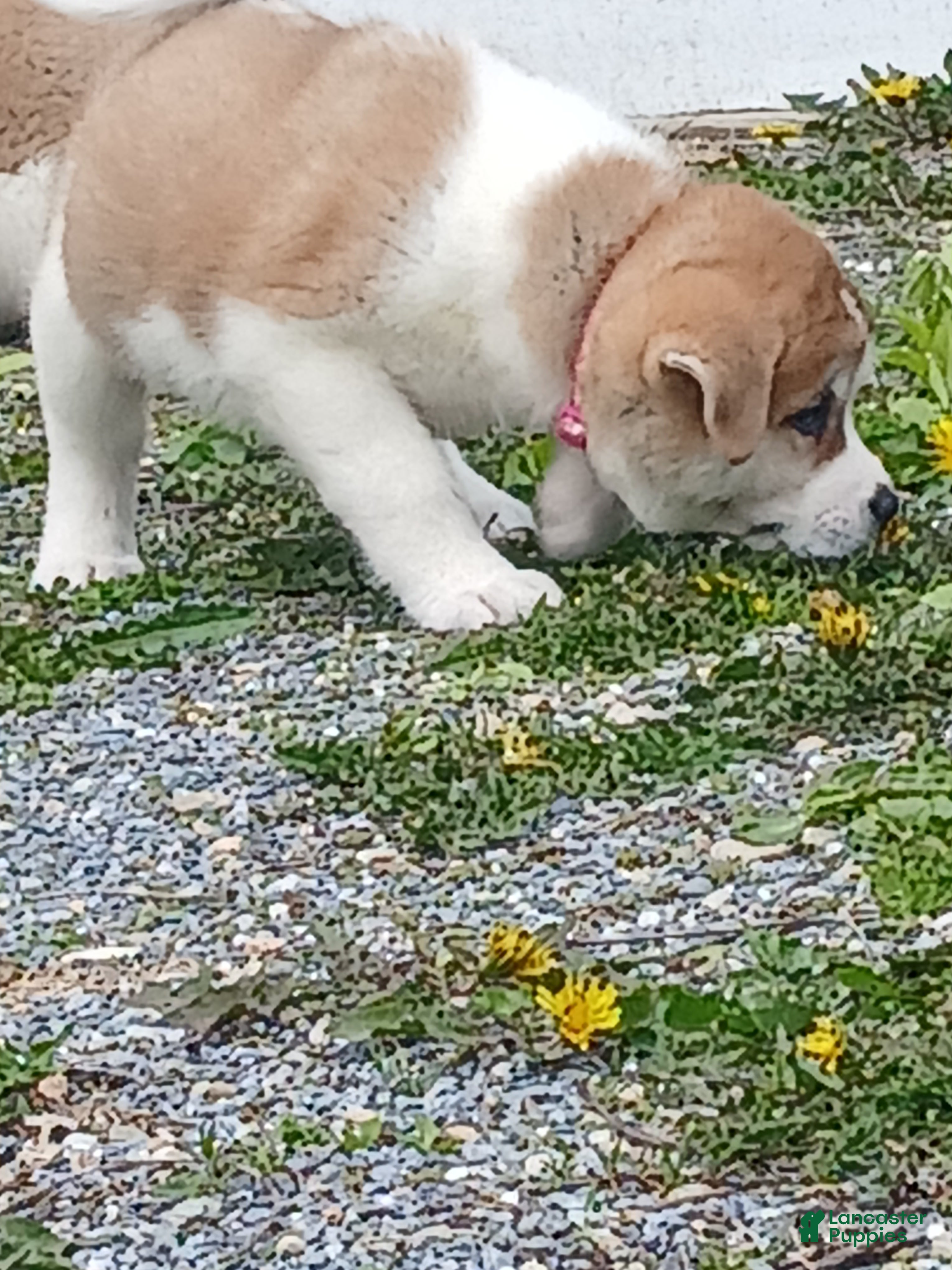 Akita dogs Cypress - Ad 2