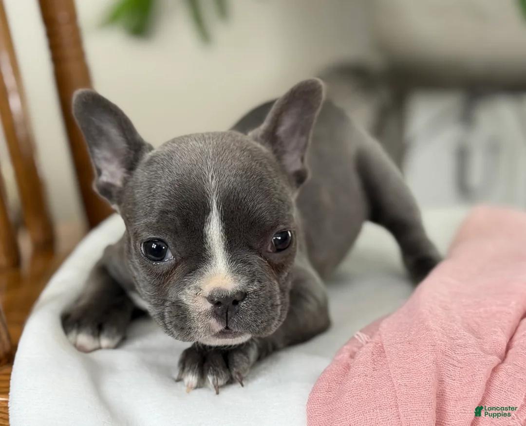 French Bulldog dogs for sale: Wilder - Ad 21