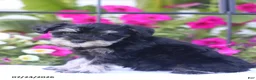 Miniature Schnauzer dogs for sale: Candy - Ad 3