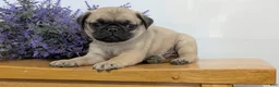 Pug dogs for sale: Niko - Ad 7