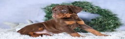 Doberman Pinscher dogs for sale: TRIXIE - Ad 6