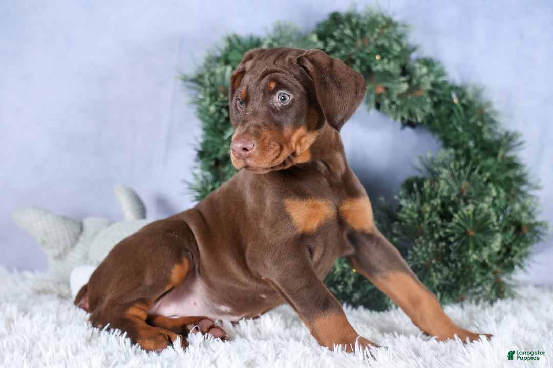 Doberman Pinscher dogs for sale: TRIXIE - Ad 6