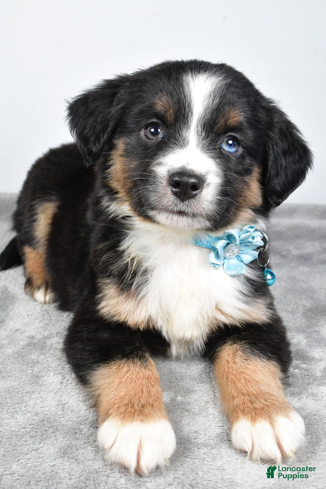 Miniature Australian Shepherd dogs for sale: Rhoda - Ad 10