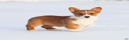 Welsh Corgi Pembroke dogs for sale: Kadin Welsh Corgi Pembroke - Ad 11