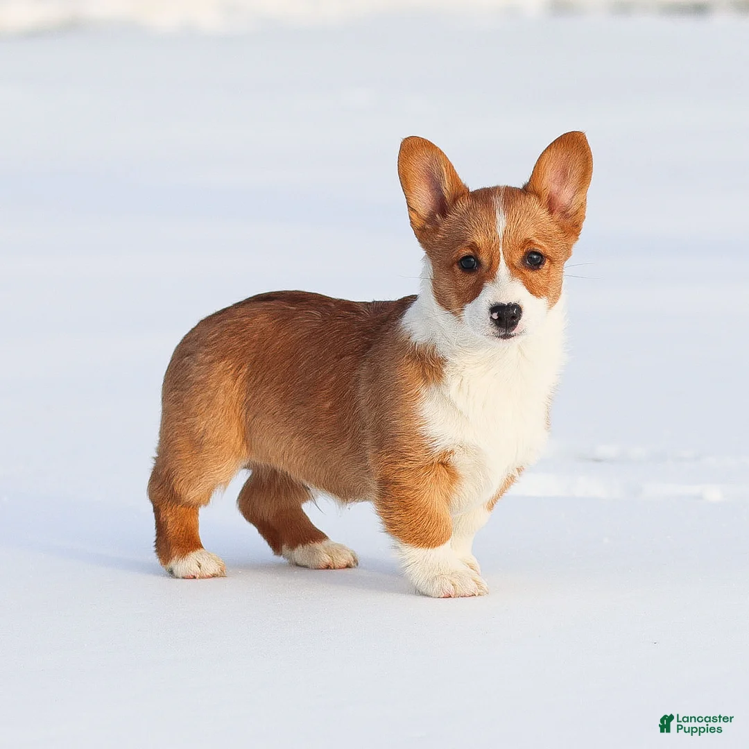 Welsh Corgi Pembroke dogs for sale: Kadin Welsh Corgi Pembroke - Ad 11