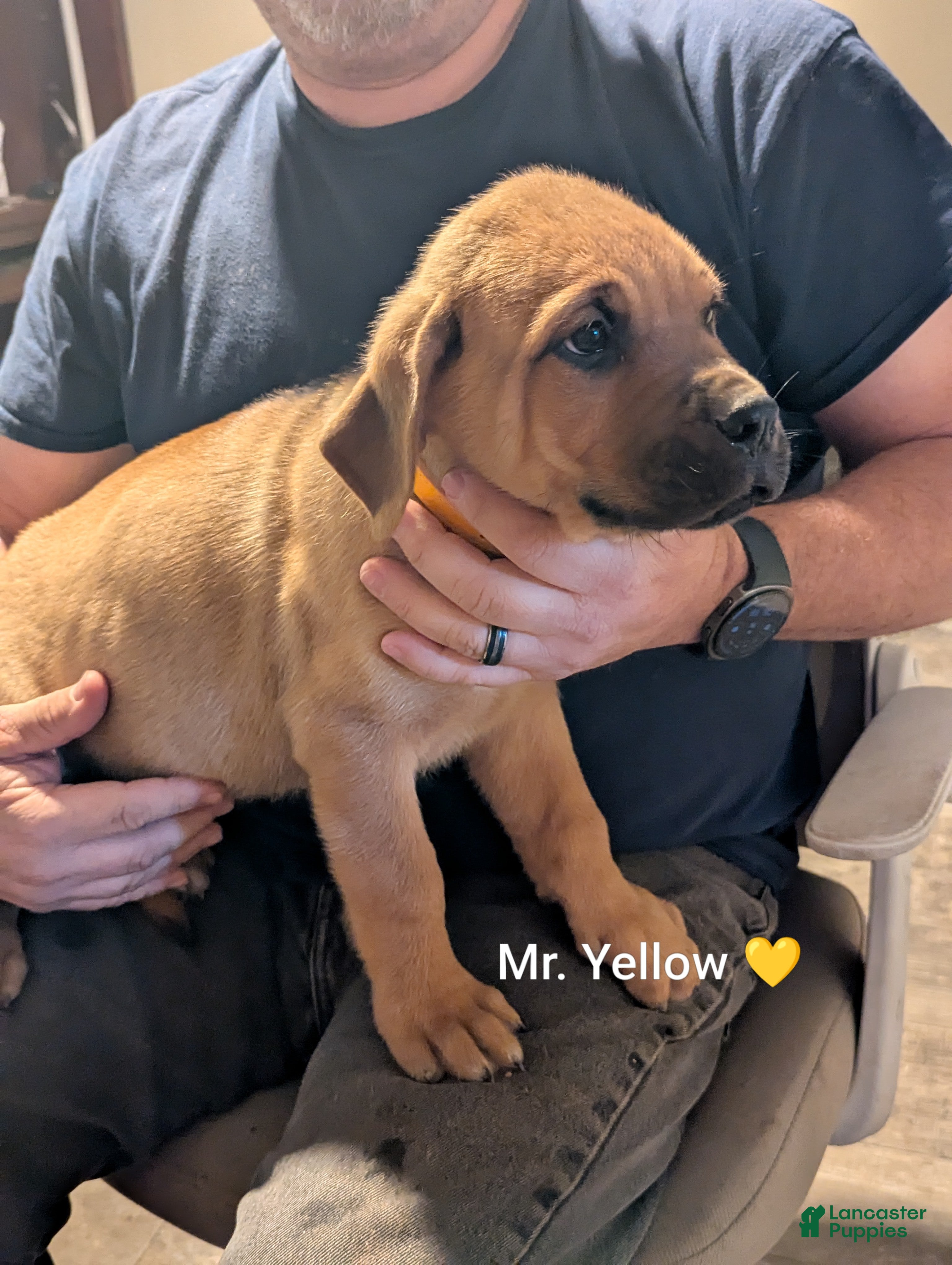 Mixed Breed dogs Mr. Yellow - Ad 2