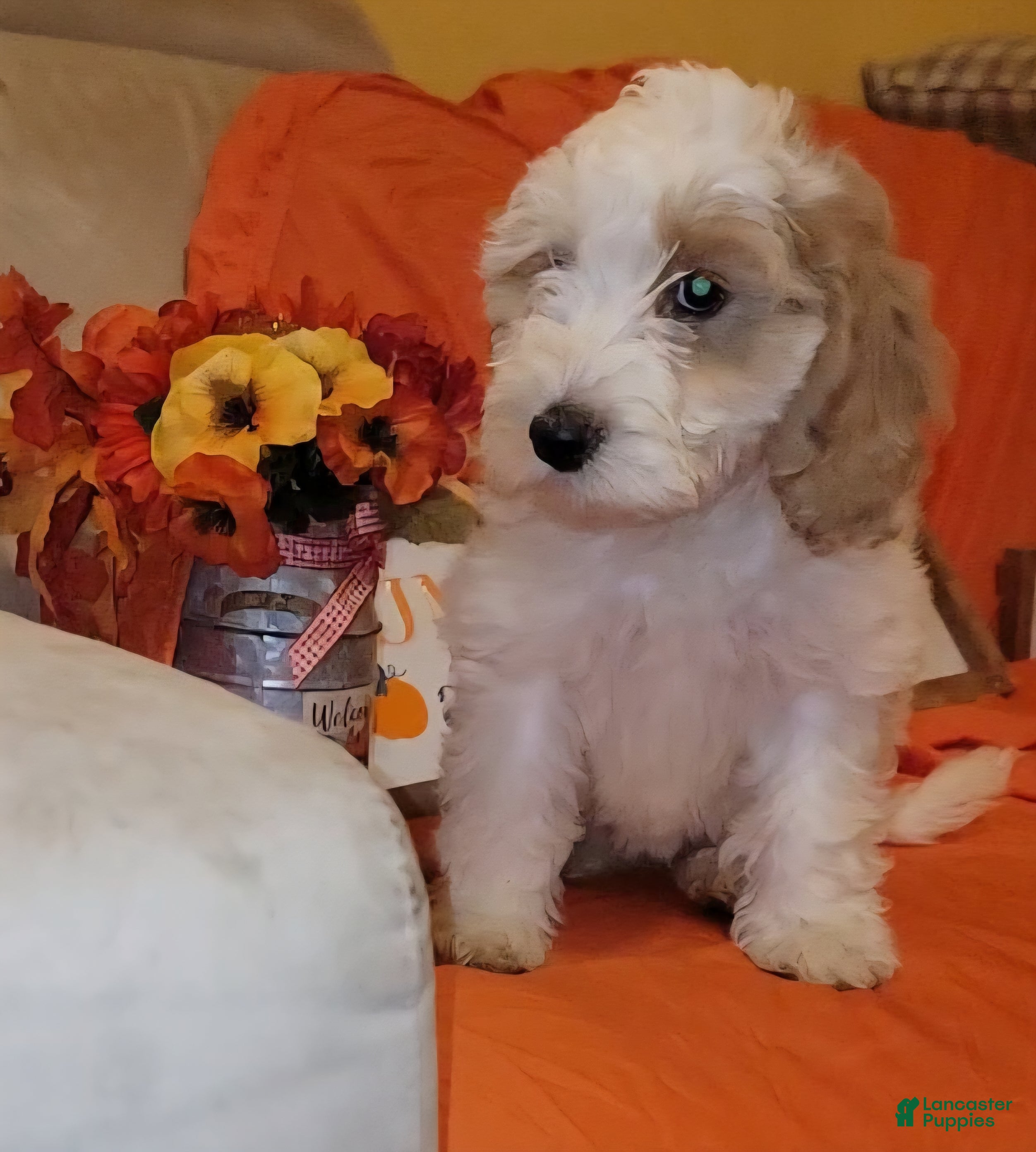 Cockapoo dogs Oliver  - Ad 10