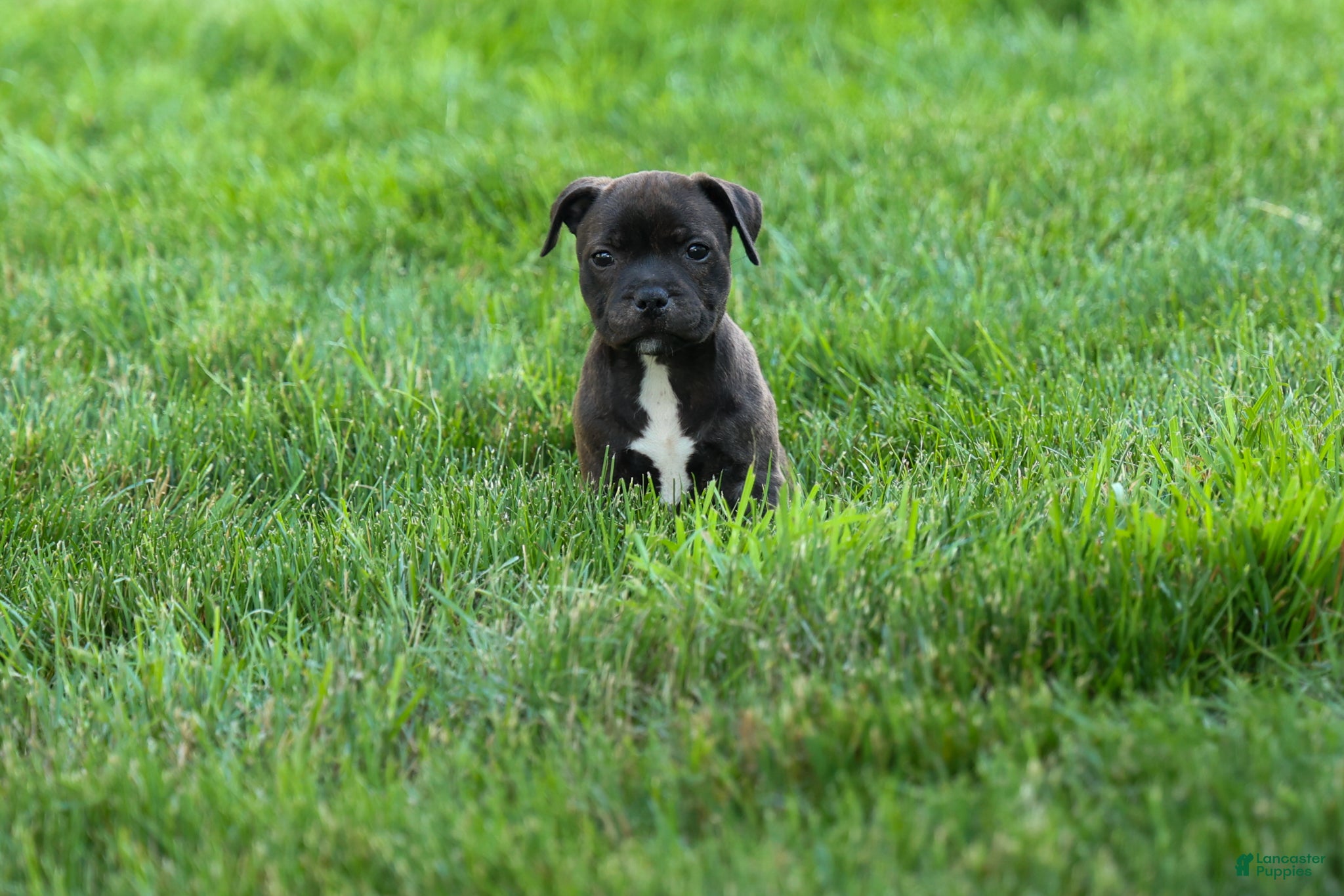 Staffordshire Bull Terrier dogs Moxie 💖 - Ad 1